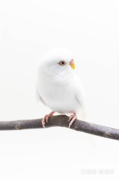白色鹦鹉鸟鹦鹉白色背景